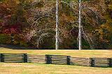Split Rail Fence & Two Trees_24697